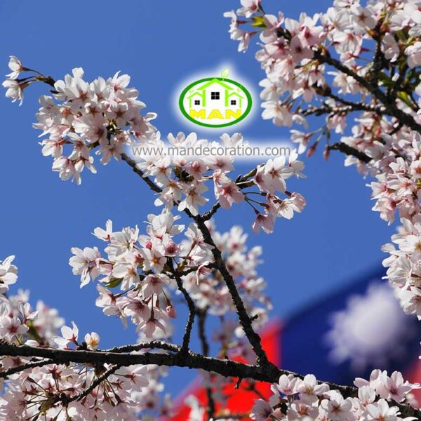 آسمان مجازی شکوفه کد 3022
