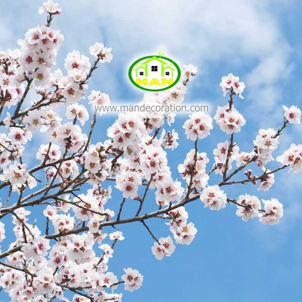 آسمان مجازی شکوفه کد 3024