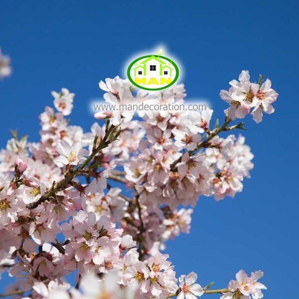 آسمان مجازی شکوفه کد 3026