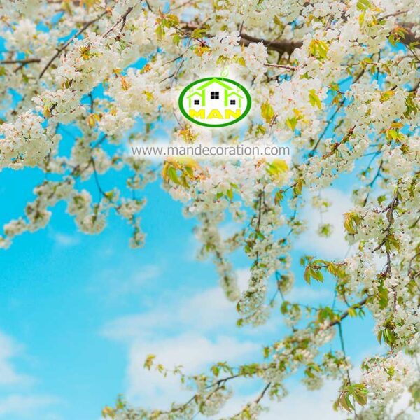 آسمان مجازی شکوفه کد 3034