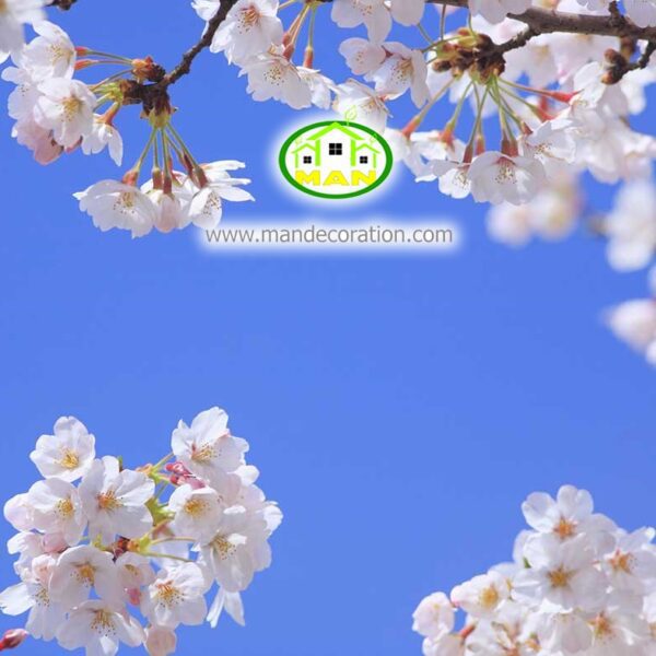 آسمان مجازی شکوفه کد 3035