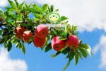 آسمان مجازی میوه