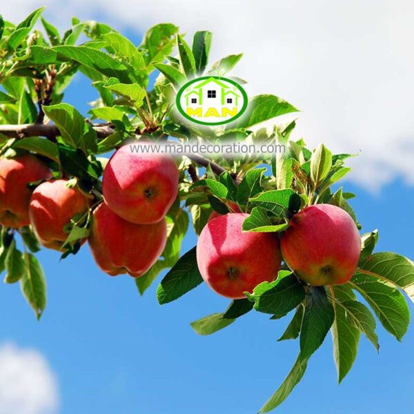 آسمان مجازی میوه