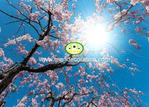 آسمان مجازی آسمان آبی شکوفه